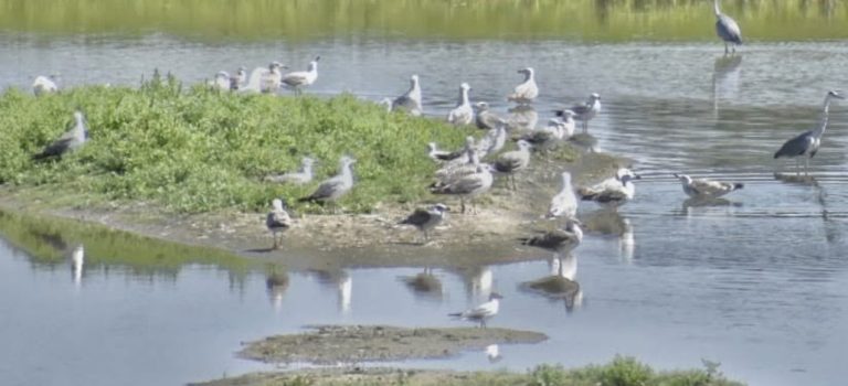 Kozmické ptačí louky: příklad „údržby“ krajiny pomocí celoroční pastvy Exmoorských koní